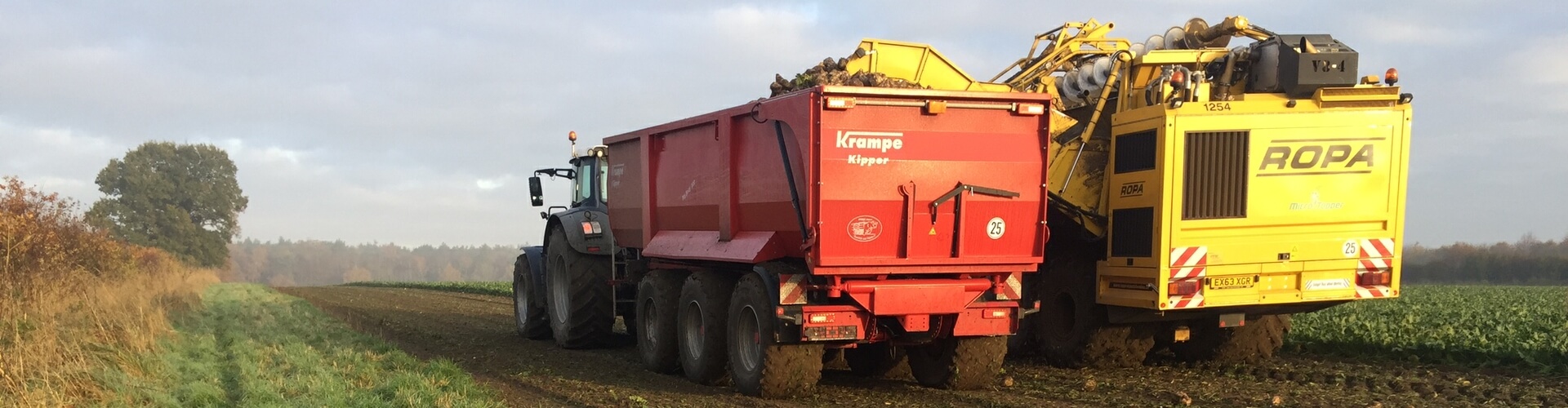 Krampe BB800 Sugar beet harvest ropa harvester