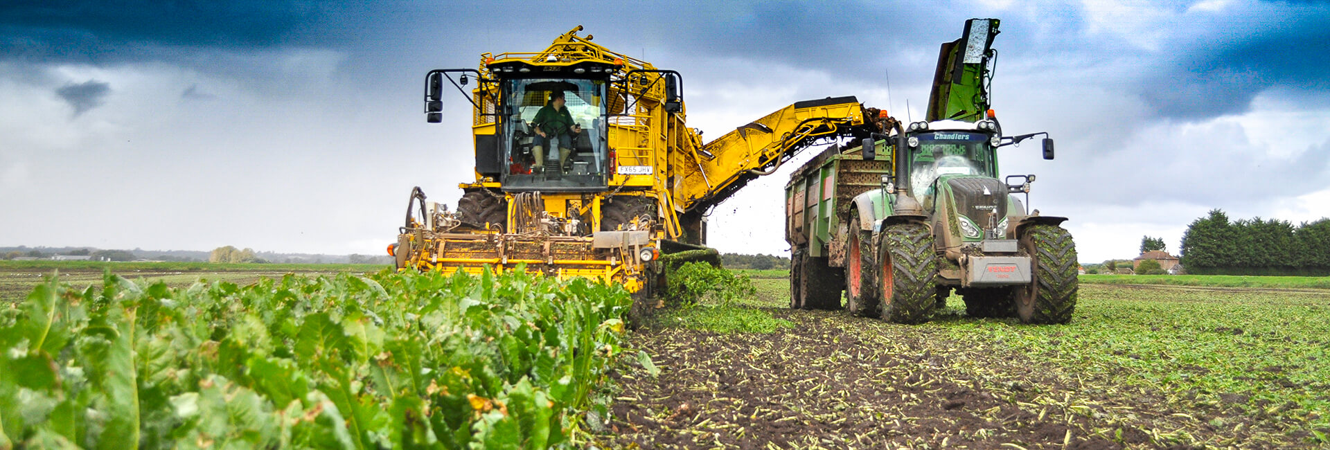 beet chaser working in sugar beet harvest uk 