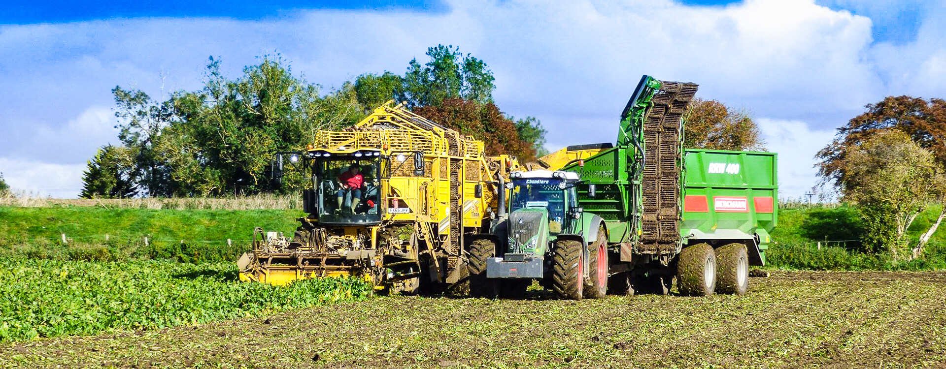 Sugar beet chaser trailer with ropa harvester