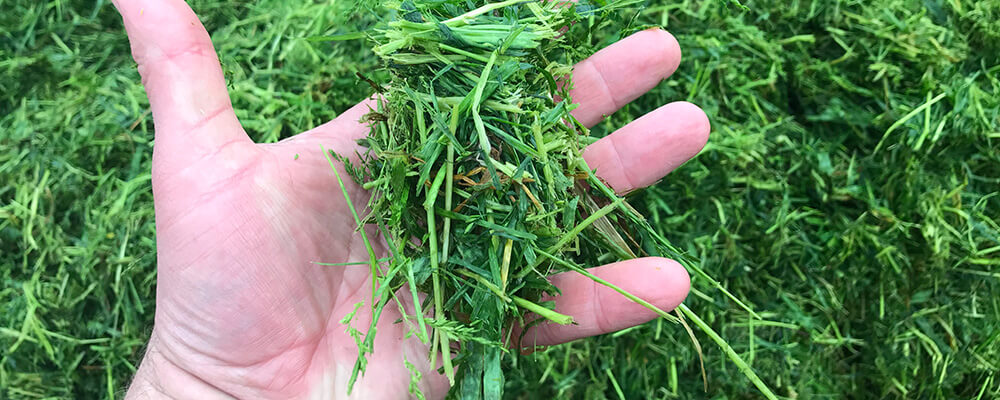 Quality forage short chop grass