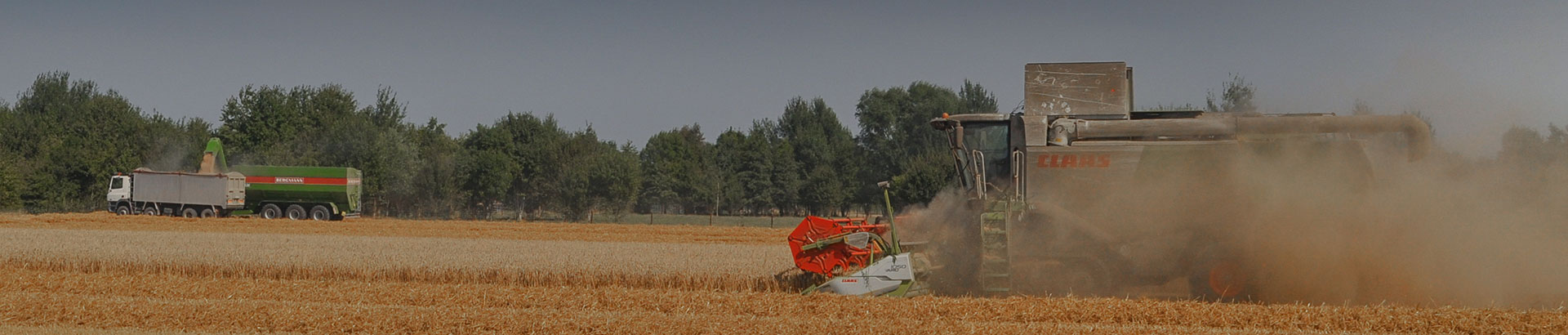 loading lorries wheat uk efficient harvesting scene