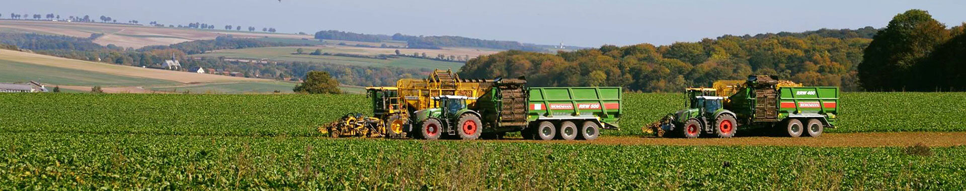 Sugar beet chasers working in field countryside beet harvest